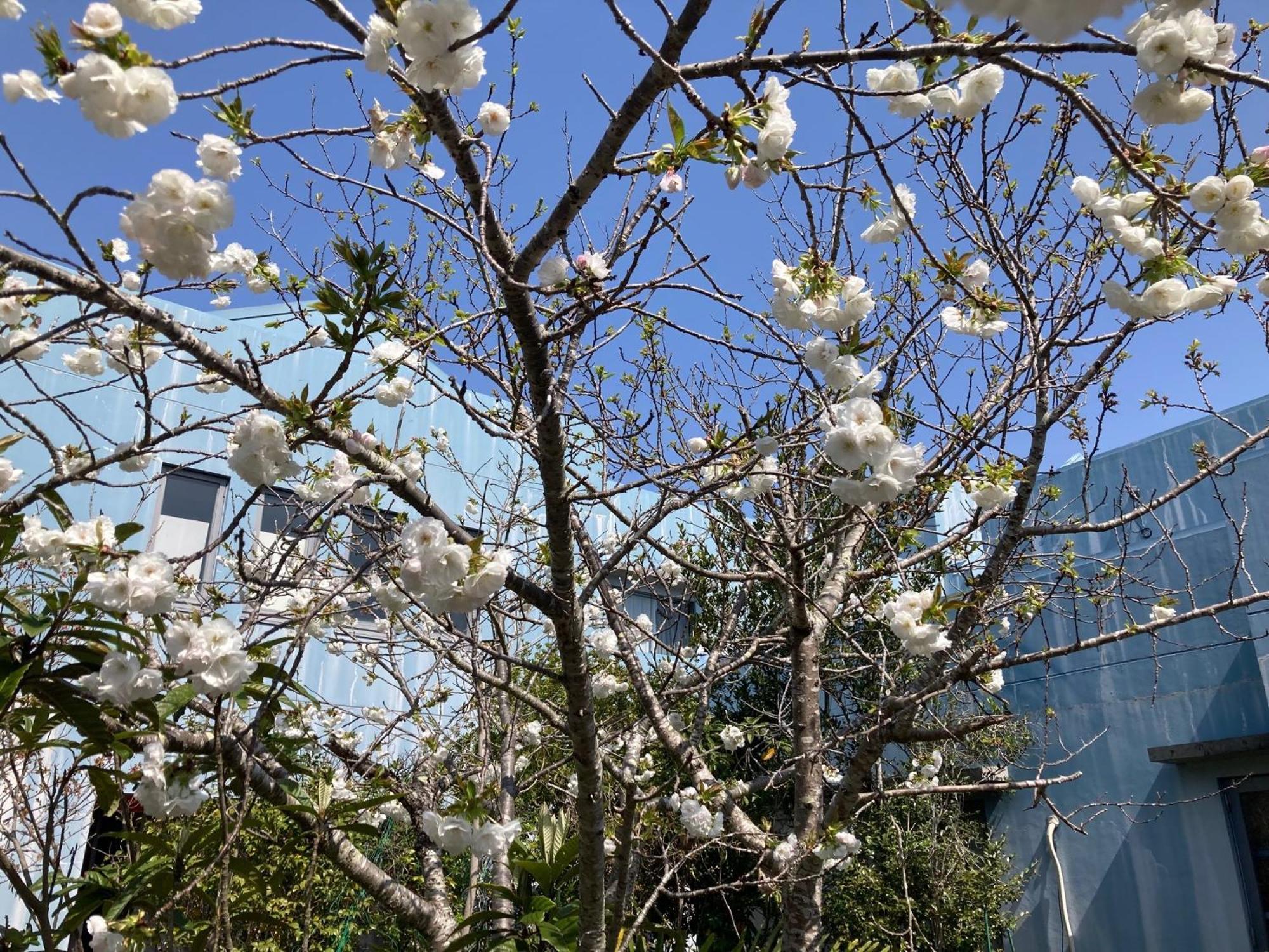 Narita Airport Samurai Hostel Kujukuri Zewnętrze zdjęcie